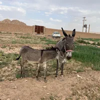 خر باربر|حیوانات مزرعه|یزد, |دیوار