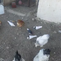 پرنده|پرنده|تربتحیدریه, شهرک ولیعصر|دیوار