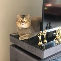 گربه بریتیش اسکاتیش