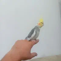 عروس هلندی نر و ماده رام و دستی