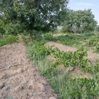 باغ میوه و انگور|فروش زمین و ملک کلنگی|خرمدره, |دیوار