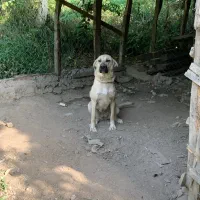 ماده پژدر اصیل|سگ|لیسار, |دیوار