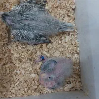 عروس هلندی البینو|پرنده|مهران (ایلام), |دیوار