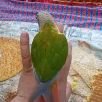 پرنده گم شده