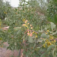 باعچه فروشی|فروش دفتر صنعتی، کشاورزی، تجاری|قنوات, |دیوار