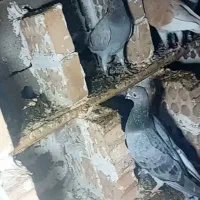 کبوتر آلمانی ۲۰عدد یجا