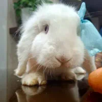 خرگوش لوپ سفید|موش و خرگوش|علی‌آباد کتول, |دیوار