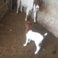 بز کهره دار وپازن