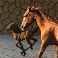 آموزش سوار کاری به صورت تضمینی از ۵ سال الی ۵۰ سال