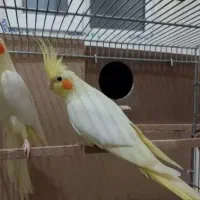 عروس هلندی|پرنده|ری, شهادت|دیوار