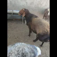 قوچ همو2سال