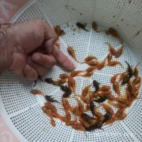 خرید آنلاین ماهی زینتی برکه گلبهار ارسال رایگان|ماهی|گلبهار, شهر جدید گلبهار|دیوار