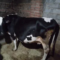 گاو ماده هلشتاین|حیوانات مزرعه|نظر کهریزی, |دیوار