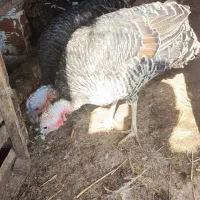 دو عدد بوقلمون درشت و سالم|حیوانات مزرعه|گرگان, |دیوار