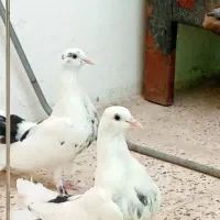 کفتر دم چتری