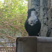 ریش سیاه|پرنده|نهبندان, |دیوار