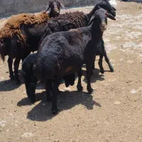 میش زایده