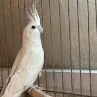 عروس هلندی البینو مولد