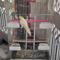 عروس هلندی سالم وکشیده .قابل معاوضه.