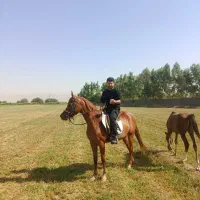 مادیان عرب ۳ سال و نیم