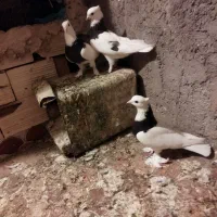 سه عدد طوقی برای فروش