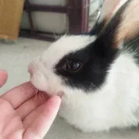 خرگوش