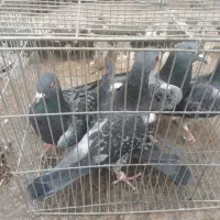 ۵ تا پلاکی هوش دار دونه ۳۰۰