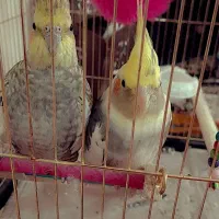 عروس هلندی