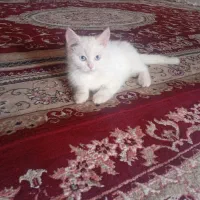 درنقده گربه پرشین و اسکاتیش واکسن زده شده