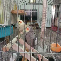 معاوضه یا فروش عروس هلندی مولد همراه جوجه هاش