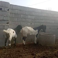 بز با بزغاله آبستن