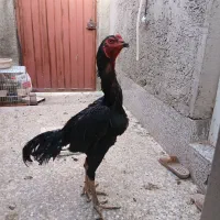 خروس اوشامو لاری|حیوانات مزرعه|راور, |دیوار