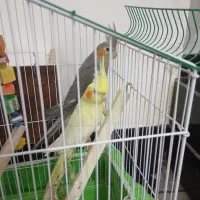 عروس هلندی نروماده وسرحال|پرنده|هندیجان, |دیوار