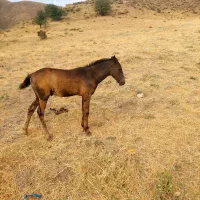 کره اسب۶ماهه