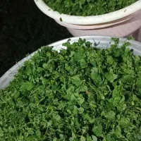 ترش واش سرخ شده و خام ،قورمه سبزی|خوردنی و آشامیدنی|رشت, توشیبا|دیوار
