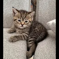 بچه گربه خوشگل تمیز یه تومن