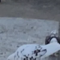 کبوتر|حیوانات|بانه, |دیوار