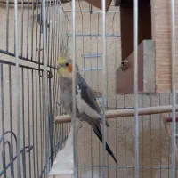 پرنده عروس هلندی