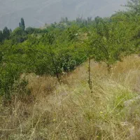 باغ-وزمین