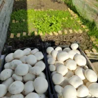 پرورش قارچ توی خانه/شغل خانگی/آموزش