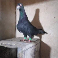 کفتر|پرنده|تهران, طیب|دیوار