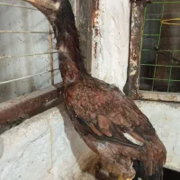 تعدادی خروس لاری 5ماهه لاری قیمت مناسب|حیوانات مزرعه|پیرانشهر, |دیوار