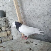 طوقی  کله  ساده  خال دم|پرنده|شیروان (خراسان), |دیوار