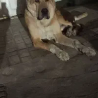 سگ خراسانی افغانی