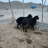 بره نر همو|حیوانات مزرعه|گرمخان, |دیوار