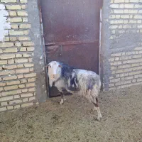 بره نر رومانوف