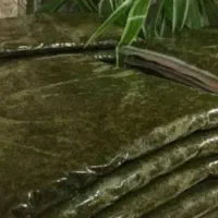 سبزی خورشتی  آبپز سرخ شده|خوردنی و آشامیدنی|اهواز, کوروش|دیوار