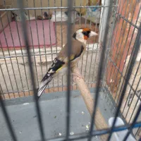 سهره بهاره نر...جوجه قفس .نوک پا سفید