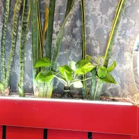 نیرو کافه اقا