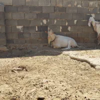 نر بز سانن اصل شرکتی|حیوانات مزرعه|درودزن, |دیوار